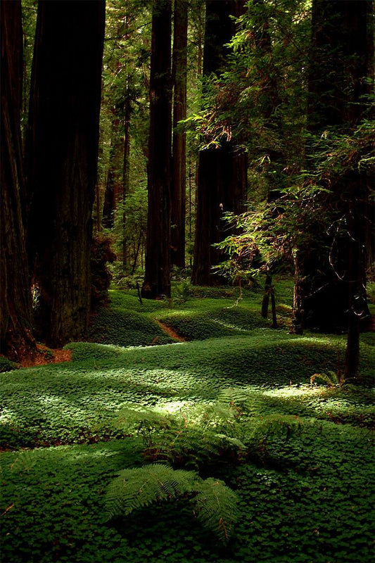 Lush Forest Floor And Tall Trees Nature Print Wall Art Home Decor Poster