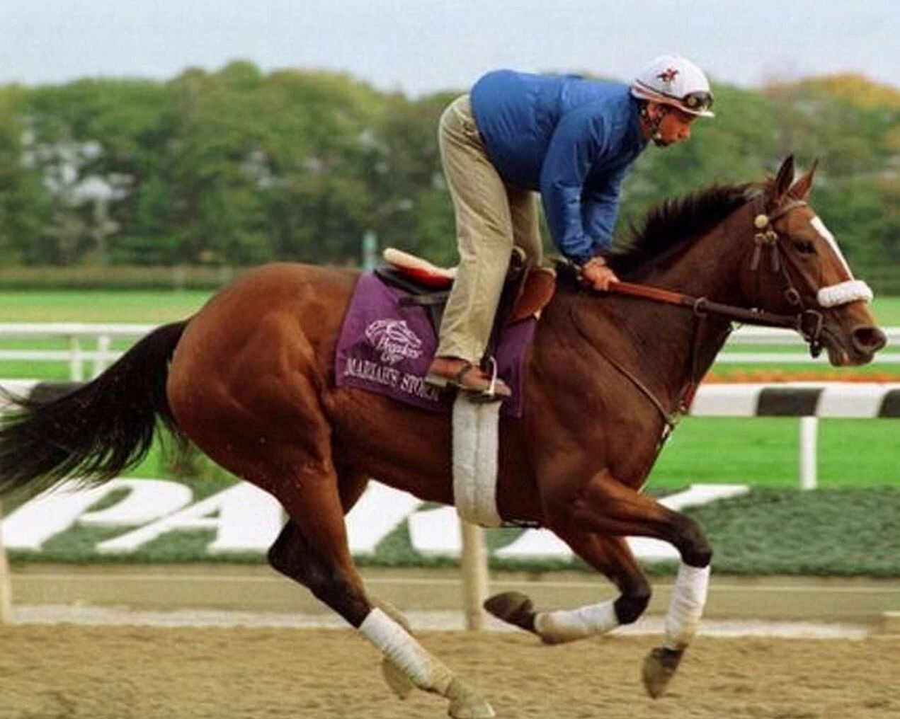Mariah'S Storm Photo Horse Racing Picture Mourning Run