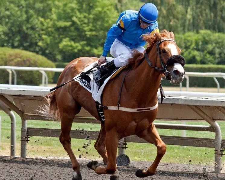 Mariah'S Storm Photo Horse Racing Picture Race Action