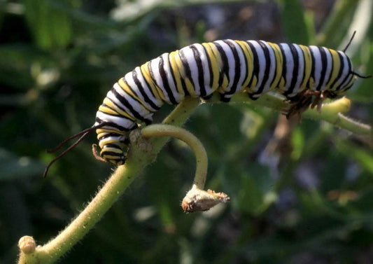 Monarch Caterpillar Butterfly Poster Picture Photo Print Insect