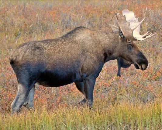 Moose Glossy Magnet Animal Print Magnet Mammal Nature