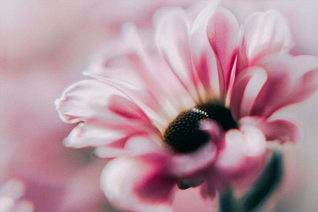 Macro Photography Of Flower Art Wall Decor Poster