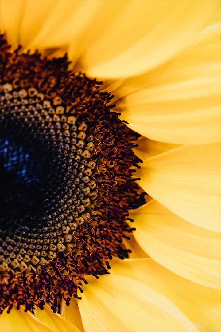 Macro Photography Of A Sunflower Art Wall Decor Poster