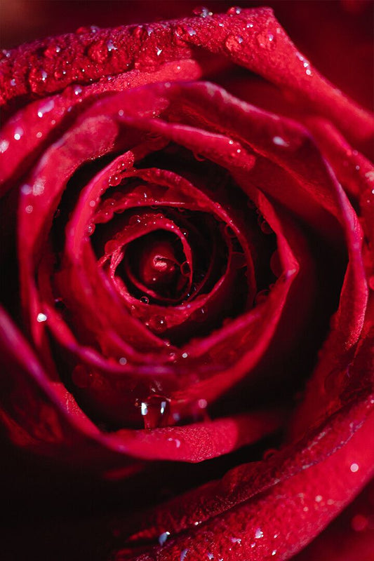 Macros Photography Of Blooming Red Rose Art Wall Decor Poster