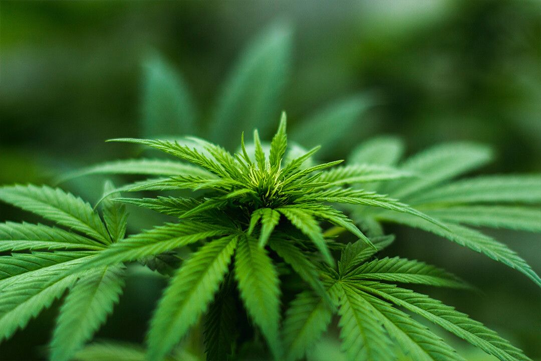 Macros Jigsaw Puzzlegraphy Of Cannabis Plant Art Wall Decor Jigsaw Puzzle