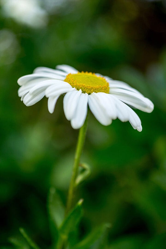 Macros Photography Of White Daisy Flower Art Wall Decor Poster
