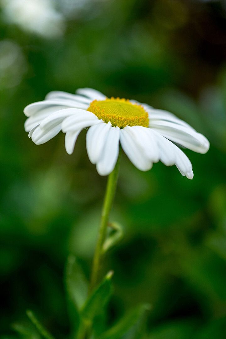 Macros Jigsaw Puzzlegraphy Of White Daisy Flower Art Wall Decor Jigsaw Puzzle