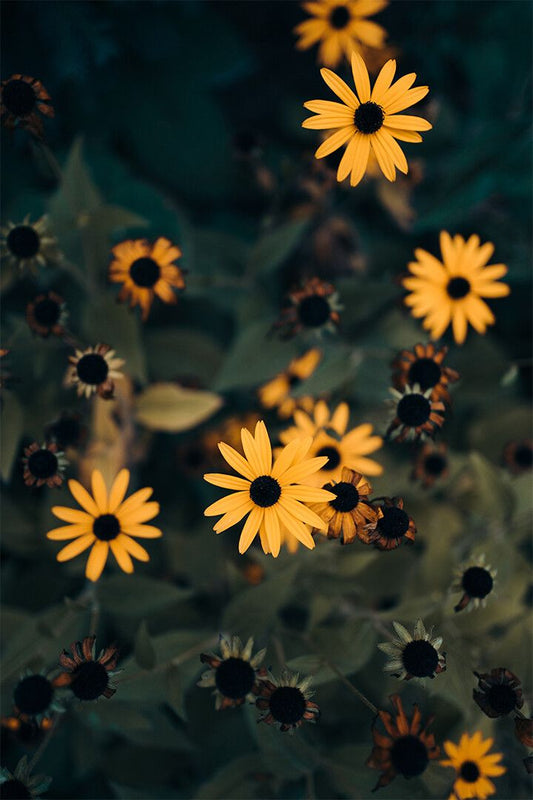 Macros Photography Of Yellow Field Flowers Art Wall Decor Poster