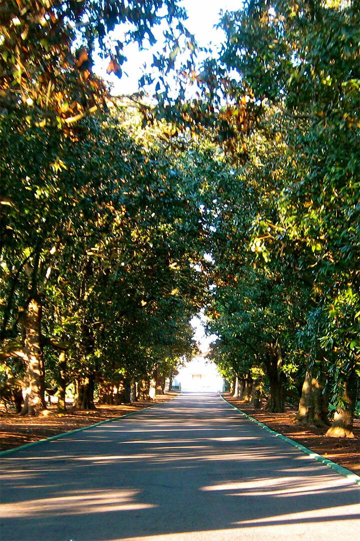 Magnolia Lane Augusta National Golf Painting Wall Art Home Decor Poster