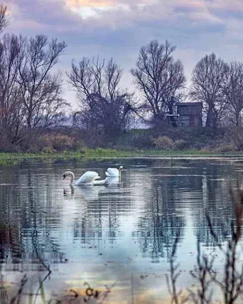 Majestic Swans On The Lake Glossy Magnet Twilight On The Pond Print Scenic