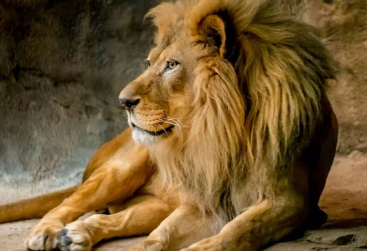 Male Lion Poster Picture Photo Beautiful Wildlife Nature King Of Jungle