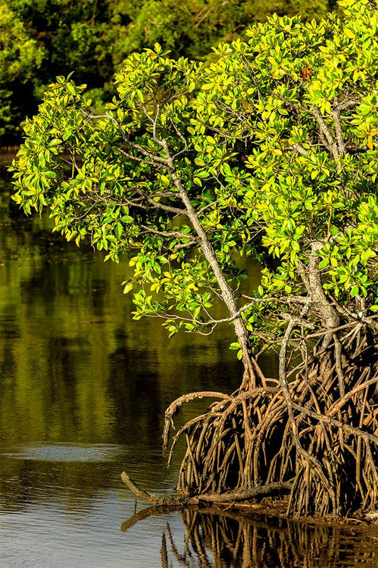 Mangroves Growing In Swamp Painting Print Wall Art Home Decor Poster