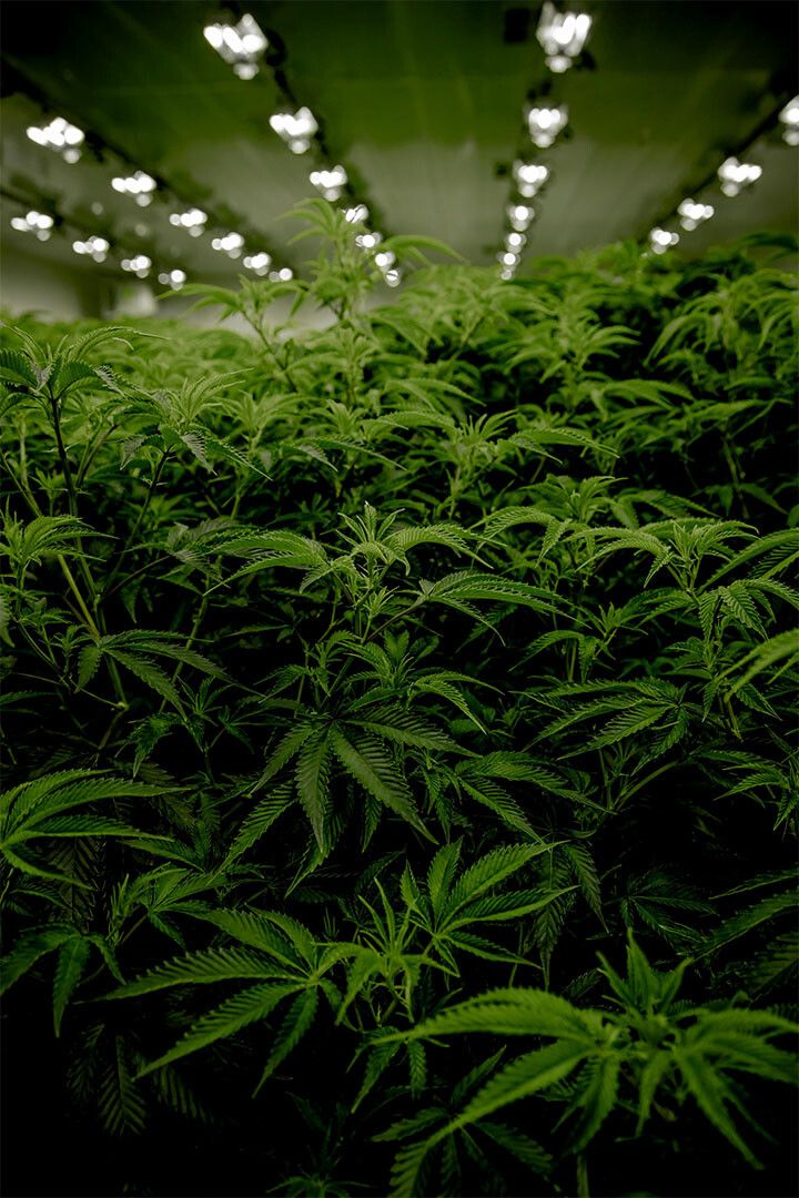 Marijuana Theme Reefer Madness Print Painting Wall Art Home Decor Poster