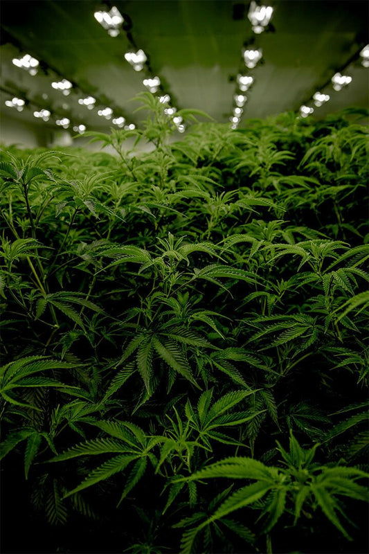 Marijuana Theme Reefer Madness Print Painting Wall Art Home Decor Poster
