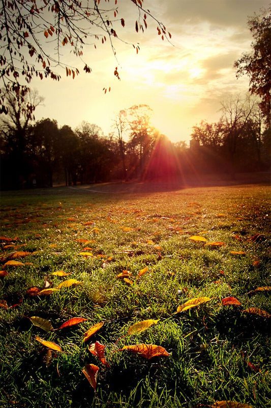 Meadow In Autumn Leaves Sunset Landscape Jigsaw Puzzle