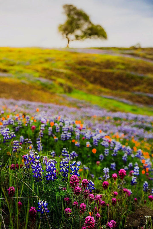 Meadow With Wildflowers Colorful Plants Jigsaw Puzzle