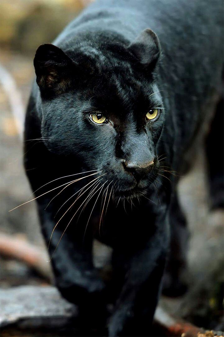 Mean Black Panther Animals Painting Print Jigsaw Puzzle
