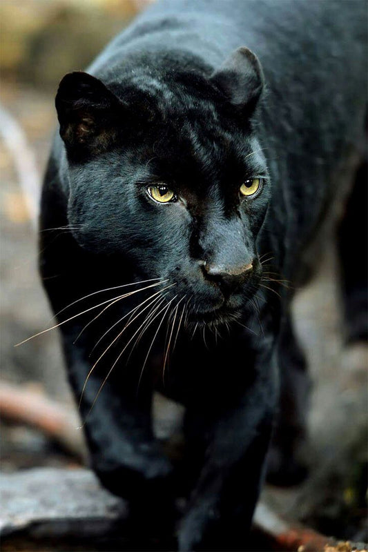 Mean Black Panther Animals Painting Print Jigsaw Puzzle