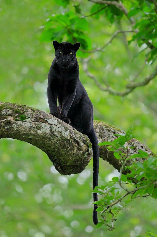 Mean Black Panther Animals Picture Print Jigsaw Puzzle