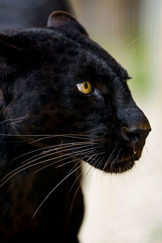 Mean Black Panther Animals Wild Nature Print Jigsaw Puzzle