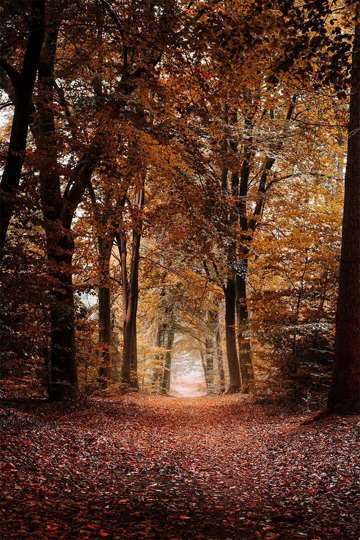 Michigan Forest Trees During Autumn Nature Jigsaw Puzzle