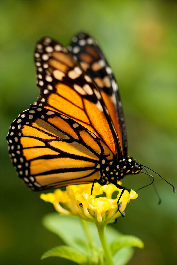 Monarch Butterfly On Yellow Flower Painting Jigsaw Puzzle