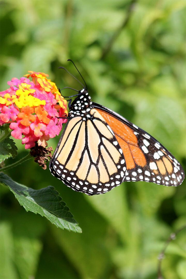Monarch Butterfly On Yellow Flower Picture Jigsaw Puzzle
