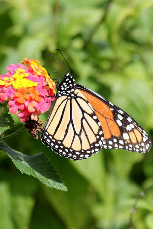 Monarch Butterfly On Yellow Flower Picture Jigsaw Puzzle