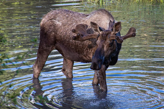 Moose In A Mountain Lake Near Anchorage Alaska Magnet Picture Magnet Print
