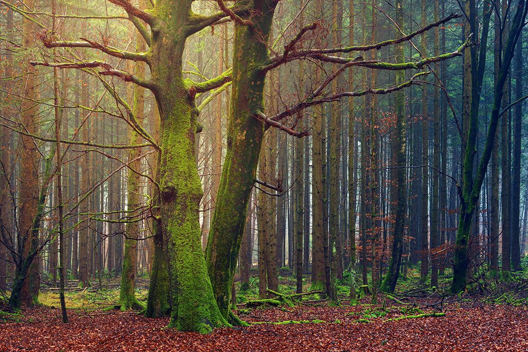 Moss Covered Forest Trees At Daytime Art Wall Decor Jigsaw Puzzle
