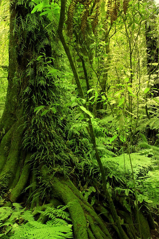 Moss Grown Forest Amazon Jungle Trees Art Print Decor Jigsaw Puzzle