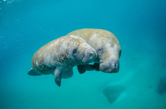 Mother Manatee And Calf Keychain Picture Keychain Baby Sea Life Gray Seal Water Ocean