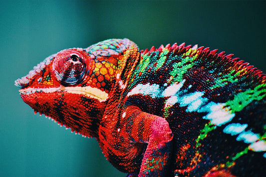 Multicolored Lizards Chameleons Art Wall Decor Jigsaw Puzzle