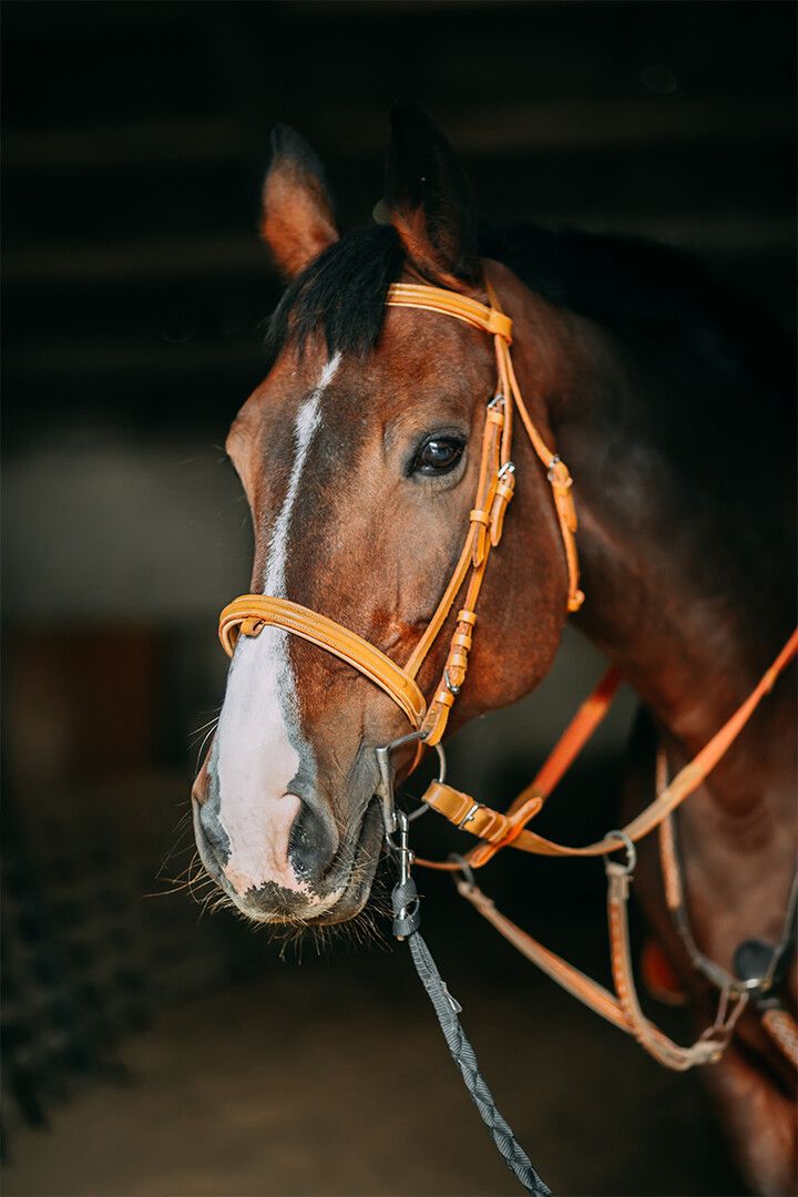 Muzzle Of Brown Horse Art Wall Decor Jigsaw Puzzle