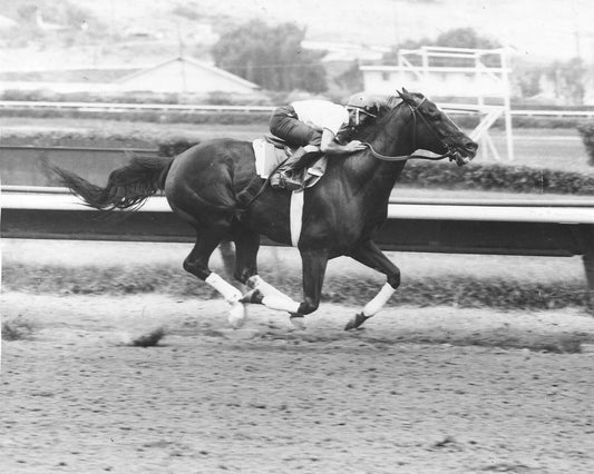 Native Diver Photo Horse Racing Picture Jockey