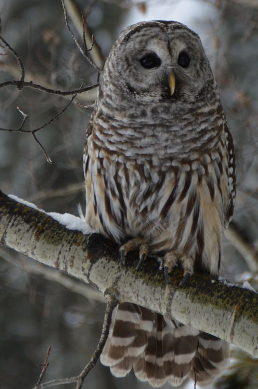 Northern Barred Owl Keychain Picture Keychain Print Bird Hoot America