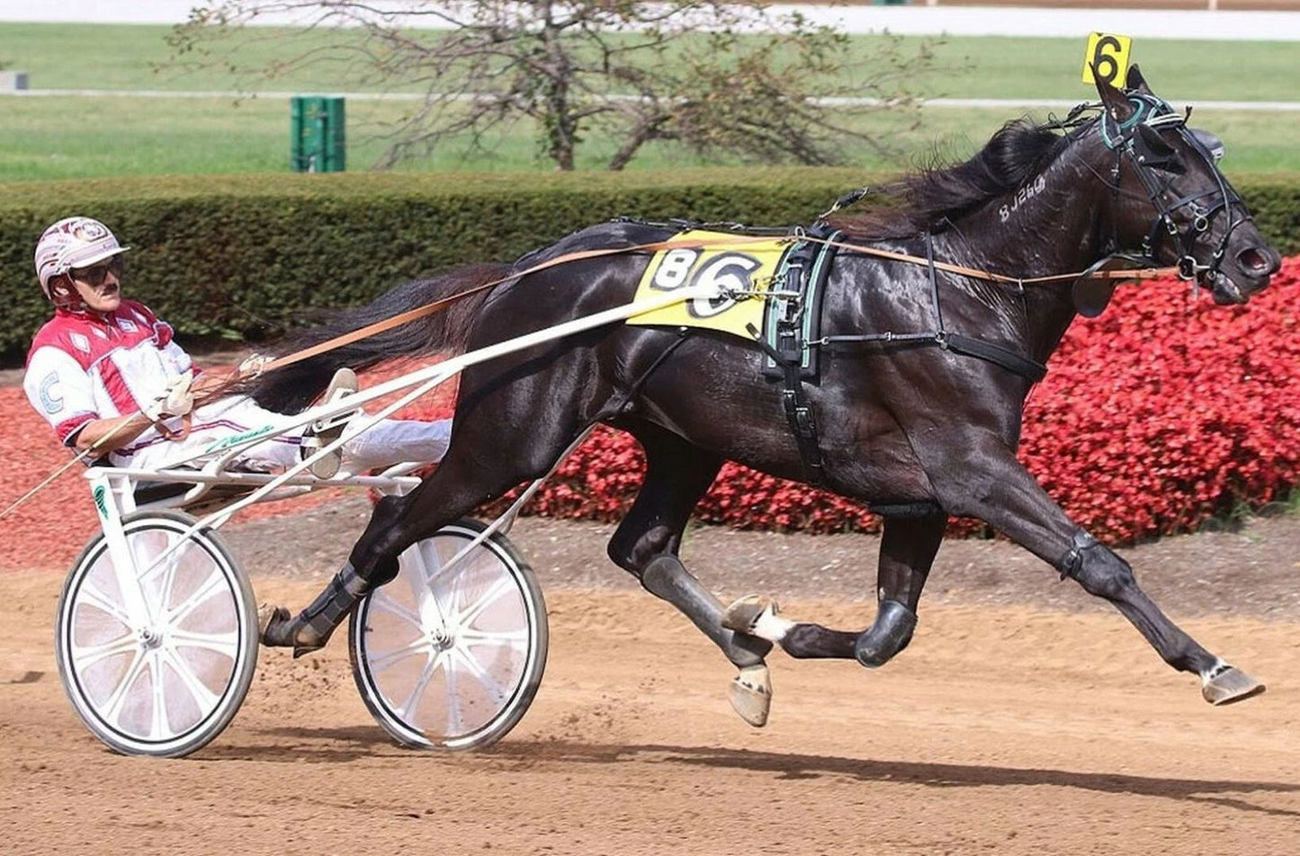 Nuncio Photo Harness Horse Racing Picture Wide Border