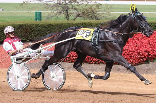 Nuncio Photo Harness Horse Racing Picture Wide Border