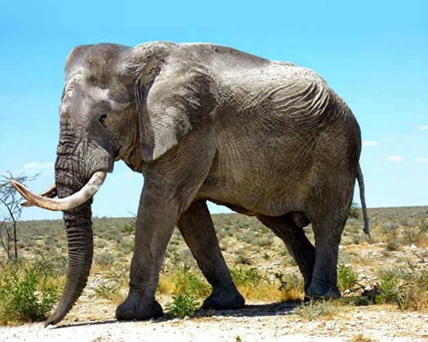 Nature African Elephant Glossy Magnet Animal Print Magnet