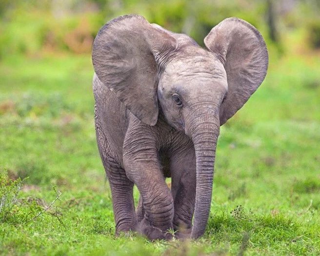 Nature Baby African Elephant Glossy Keychain Animal Print Keychain