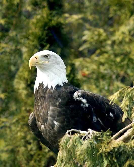 Nature Bald Eagle Glossy Photo Animal Print America Poster Bird 1