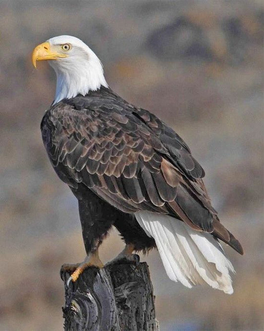 Nature Bald Eagle Glossy Keychain Animal Print America Keychain Bird 2