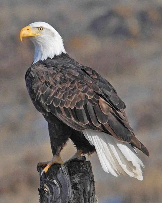 Nature Bald Eagle Glossy Magnet Animal Print America Magnet Bird 2