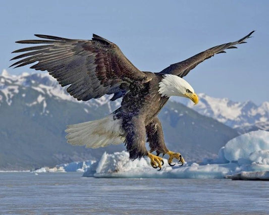 Nature Bald Eagle Glossy Magnet Animal Print America Magnet Bird 3
