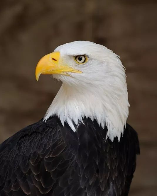 Nature Bald Eagle Glossy Keychain Animal Print America Keychain Bird