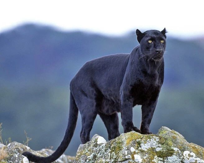 Nature Black Panther Glossy Keychain Animal Print Art Keychain Big Cat Portrait
