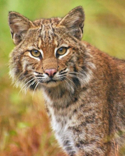 Nature Bobcat Glossy Photo Animal Print Art Poster Big Cat Portrait