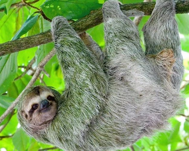 Nature Brown Throated Sloth Glossy Keychain Animal Print America Keychain