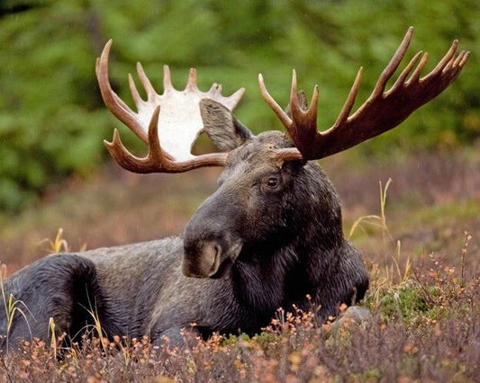 Nature Bull Moose Glossy Magnet Animal Print Magnet Mammal