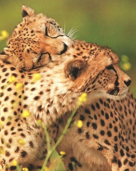 Nature Cheetahs Glossy Keychain Animal Print Keychain Leopard